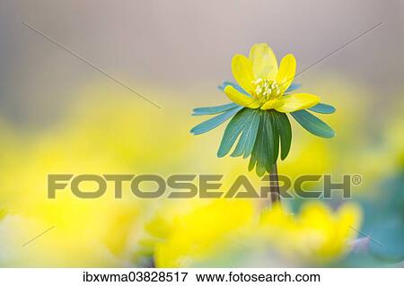 "Winter Aconite (Eranthis hyemalis), North Hesse, Hesse, Germany, Europe" View Large Photo Image Stock Photo - "Winter Aconite (Eranthis hyemalis), North Hesse, Hesse, Germany, Europe". Fotosearch