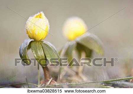"Winter Aconite (Eranthis hyemalis) with hoar frost, North Hesse, Hesse, Germany, Europe" View Large Photo Image Stock Photography - "Winter Aconite (Eranthis hyemalis) with hoar frost, North Hesse, Hesse, Germany, Europe". Fotosearch