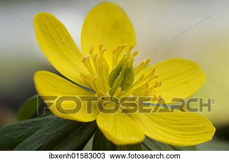 Winter Aconite or Wolf's Bane (Eranthis hyemalis) View Large Photo Image Stock Image - Winter Aconite or Wolf's Bane (Eranthis hyemalis). Fotosearch