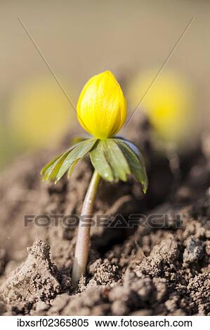 "Winter Aconite or Wolf's Bane (Eranthis hyemalis), Hesse, Germany, Europe" View Large Photo Image Stock Photography - "Winter Aconite or Wolf's Bane (Eranthis hyemalis), Hesse, Germany, Europe". Fotosearch
