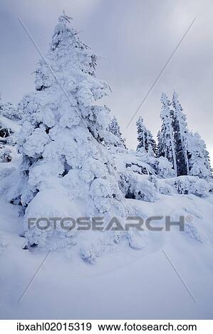 Stock Photo - "Winter forest, Benediktbeuern, Bavaria, Germany, Europe". Fotosearch