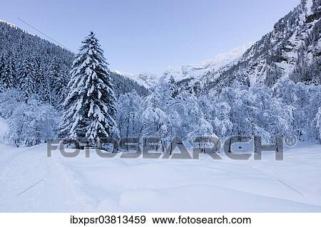 "Winter forest in Vals Valley, Vals, Steinach, Wipptal, Tyrol, Austria, Europe" View Large Photo Image Stock Photo - "Winter forest in Vals Valley, Vals, Steinach, Wipptal, Tyrol, Austria, Europe". Fotosearch