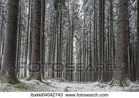 "Winter forest, short onset of winter, Unterlagen, Bavaria, Germany, Europe" View Large Photo Image Stock Image - "Winter forest, short onset of winter, Unterlagen, Bavaria, Germany, Europe". Fotosearch