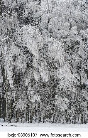 Stock Photo - "Winter forest, Thaya Valley National Park, Lower Austria, Austria, Europe". Fotosearch
