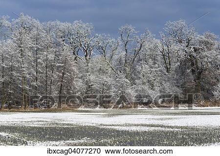"Winter landscape, Monchbruch nature reserve, Monchwiesen, Morfelden-Walldorf, Hesse, Germany, Europe" View Large Photo Image Stock Image - "Winter landscape, Monchbruch nature reserve, Monchwiesen, Morfelden-Walldorf, Hesse, Germany, Europe". Fotosearch