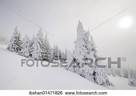 Stock Photograph - "Winter landscape, Mt. Unterberg, Lower Austria, Austria, Europe". Fotosearch