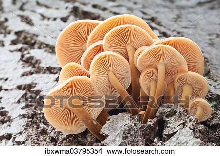 "Winter Mushrooms (Flammulina velutipes), North Hesse, Hesse, Germany, Europe" View Large Photo Image Picture - "Winter Mushrooms (Flammulina velutipes), North Hesse, Hesse, Germany, Europe". Fotosearch