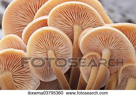 "Winter Mushrooms (Flammulina velutipes), North Hesse, Hesse, Germany, Europe" View Large Photo Image Stock Image - "Winter Mushrooms (Flammulina velutipes), North Hesse, Hesse, Germany, Europe". Fotosearch