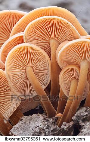 "Winter Mushrooms (Flammulina velutipes), North Hesse, Hesse, Germany, Europe" View Large Photo Image Stock Image - "Winter Mushrooms (Flammulina velutipes), North Hesse, Hesse, Germany, Europe". Fotosearch
