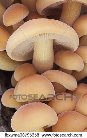 "Winter Mushrooms (Flammulina velutipes), North Hesse, Hesse, Germany, Europe" View Large Photo Image Stock Photo - "Winter Mushrooms (Flammulina velutipes), North Hesse, Hesse, Germany, Europe". Fotosearch