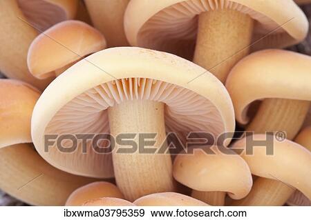 "Winter Mushrooms (Flammulina velutipes), North Hesse, Hesse, Germany, Europe" View Large Photo Image Stock Photo - "Winter Mushrooms (Flammulina velutipes), North Hesse, Hesse, Germany, Europe". Fotosearch