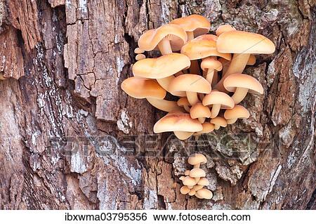 "Winter Mushrooms (Flammulina velutipes), North Hesse, Hesse, Germany, Europe" View Large Photo Image Stock Photograph - "Winter Mushrooms (Flammulina velutipes), North Hesse, Hesse, Germany, Europe". Fotosearch