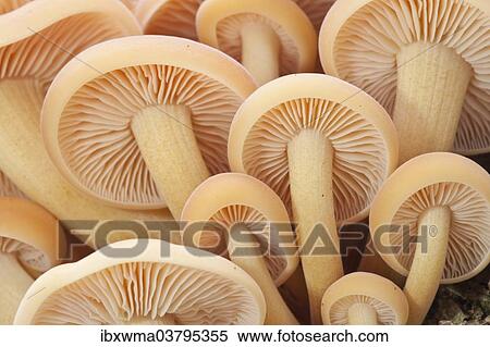 "Winter Mushrooms (Flammulina velutipes), North Hesse, Hesse, Germany, Europe" View Large Photo Image Stock Photography - "Winter Mushrooms (Flammulina velutipes), North Hesse, Hesse, Germany, Europe". Fotosearch