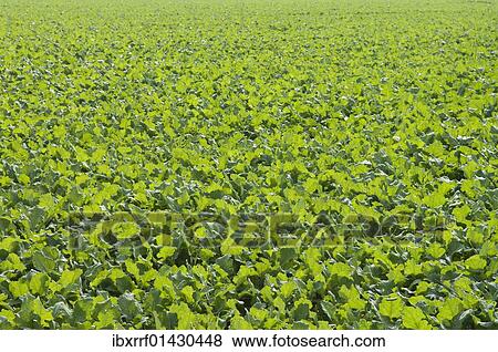 Stock Photo - "Winter oilseed rape, hibernating, frost-resistant green manure plant, enhances the biological activity of the soil". Fotosearch