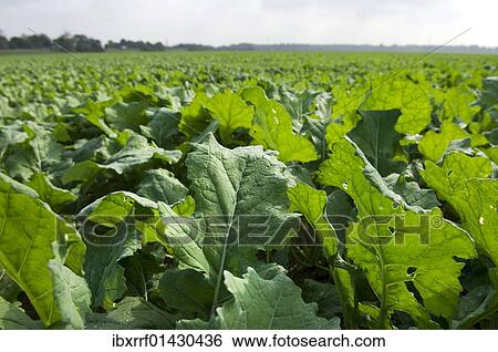 "Winter oilseed rape, hibernating, frost-resistant green manure plant, enhances the biological activity of the soil" View Large Photo Image Stock Photograph - "Winter oilseed rape, hibernating, frost-resistant green manure plant, enhances the biological activity of the soil". Fotosearch