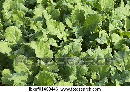 "Winter oilseed rape, hibernating, frost-resistant green manure plant, enhances the biological activity of the soil" View Large Photo Image Stock Photograph - "Winter oilseed rape, hibernating, frost-resistant green manure plant, enhances the biological activity of the soil". Fotosearch