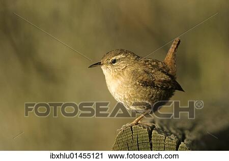 Stock Image - Winter Wren or Northern Wren (Troglodytes troglodytes) at the feeding place. Fotosearch