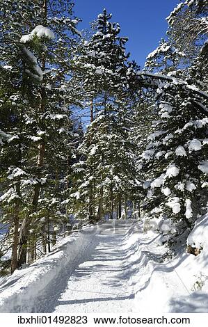 "Winterly forest track at lake Eibsee, Grainau, Werdenfelser Land, Upper Bavaria, Bavaria, Germany, Europe" View Large Photo Image Stock Image - "Winterly forest track at lake Eibsee, Grainau, Werdenfelser Land, Upper Bavaria, Bavaria, Germany, Europe". Fotosearch