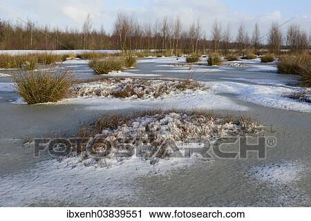 Stock Image - "Wintry moor, Emsland, Lower Saxony, Germany, Europe". Fotosearch