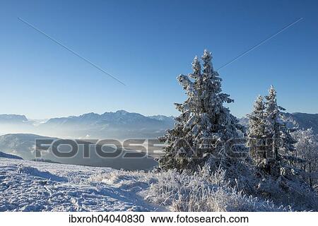 "Wintry view from the Gaisberg of the Salzach Valley and the Hohen Goll, snowy trees, Salzburg, Austria, Europe" View Large Photo Image Stock Image - "Wintry view from the Gaisberg of the Salzach Valley and the Hohen Goll, snowy trees, Salzburg, Austria, Europe". Fotosearch