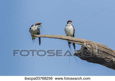 "Wire-tailed Swallow (Hirundo smithii filifera), Keoladeo National Park, Rajasthan, India, Asia" View Large Photo Image Stock Photograph - "Wire-tailed Swallow (Hirundo smithii filifera), Keoladeo National Park, Rajasthan, India, Asia". Fotosearch