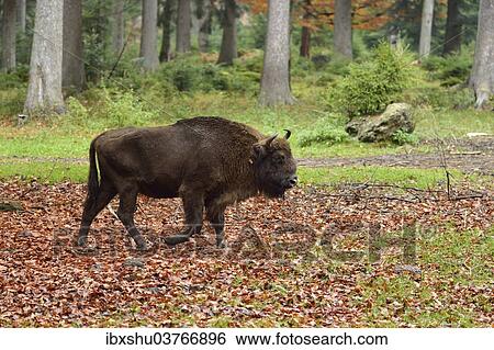 "Wisent or European Bison (Bison bonasus), Bavarian Forest National Park game reserve, Neuschonau, Lower Bavaria, Bavaria, Germany, Europe" View Large Photo Image Stock Photograph - "Wisent or European Bison (Bison bonasus), Bavarian Forest National Park game reserve, Neuschonau, Lower Bavaria, Bavaria, Germany, Europe". Fotosearch