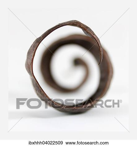 Wisteria seed vessel View Large Photo Image Stock Photo - Wisteria seed vessel. Fotosearch