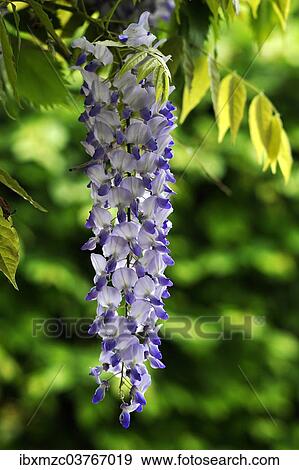 "Wisteria (Wisteria), raceme, Middle Franconia, Bavaria, Germany, Europe" View Large Photo Image Stock Photo - "Wisteria (Wisteria), raceme, Middle Franconia, Bavaria, Germany, Europe". Fotosearch