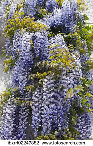 Stock Image - Wisteria (Wisteria sinensis). Fotosearch