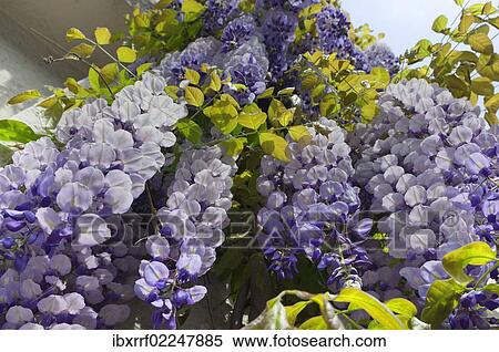 Wisteria (Wisteria sinensis) View Large Photo Image Stock Photography - Wisteria (Wisteria sinensis). Fotosearch
