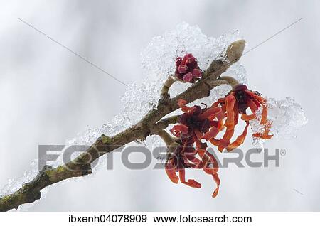 "Witch Hazel (Hamamelis intermedia 'Diane'), frost, Emsland, Lower Saxony, Germany, Europe" View Large Photo Image Stock Photo - "Witch Hazel (Hamamelis intermedia 'Diane'), frost, Emsland, Lower Saxony, Germany, Europe". Fotosearch