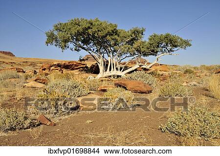 "Witgatboom, Matoppie or Shepherd's Tree (Boscia albitrunca), Mik Mountains, Damaraland, Namibia, Africa" View Large Photo Image Picture - "Witgatboom, Matoppie or Shepherd's Tree (Boscia albitrunca), Mik Mountains, Damaraland, Namibia, Africa". Fotosearch