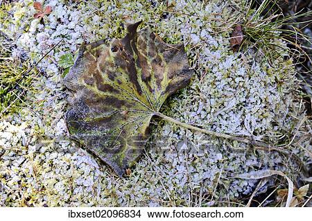 "Withered autumn leaf with hoarfrost, frost" View Large Photo Image Picture - "Withered autumn leaf with hoarfrost, frost". Fotosearch