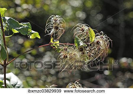 "Withered Clematis (Clematis), Bavaria, Germany, Europe" View Large Photo Image Stock Photo - "Withered Clematis (Clematis), Bavaria, Germany, Europe". Fotosearch