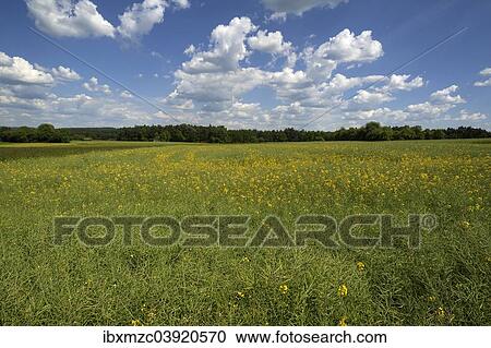 "Withered Rape field (Brassica napus), cloudy sky, Bavaria, Germany, Europe" View Large Photo Image Stock Image - "Withered Rape field (Brassica napus), cloudy sky, Bavaria, Germany, Europe". Fotosearch