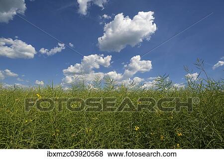 "Withered Rape field (Brassica napus), cloudy sky, Bavaria, Germany, Europe" View Large Photo Image Stock Photo - "Withered Rape field (Brassica napus), cloudy sky, Bavaria, Germany, Europe". Fotosearch