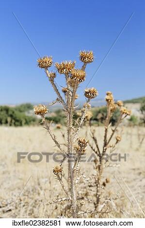 "Withered thistle, Turkey, Asia" View Large Photo Image Stock Image - "Withered thistle, Turkey, Asia". Fotosearch