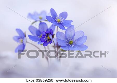 "Withering Hepatica, Liverleaf or Liverwort (Hepatica nobilis), Tyrol, Austria, Europe" View Large Photo Image Stock Image - "Withering Hepatica, Liverleaf or Liverwort (Hepatica nobilis), Tyrol, Austria, Europe". Fotosearch