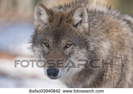 "Wolf (Canis lupus), captive, Bavaria, Germany, Europe" View Large Photo Image Stock Image - "Wolf (Canis lupus), captive, Bavaria, Germany, Europe". Fotosearch