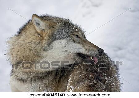 "Wolf (Canis lupus) grooming, captive, Germany, Europe" View Large Photo Image Stock Image - "Wolf (Canis lupus) grooming, captive, Germany, Europe". Fotosearch