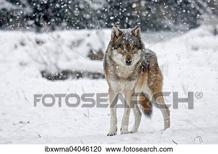"Wolf (Canis lupus) in the falling snow, captive, Germany, Europe" View Large Photo Image Stock Image - "Wolf (Canis lupus) in the falling snow, captive, Germany, Europe". Fotosearch