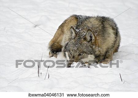 "Wolf (Canis lupus), lying in the snow, captive, Germany, Europe" View Large Photo Image Stock Image - "Wolf (Canis lupus), lying in the snow, captive, Germany, Europe". Fotosearch