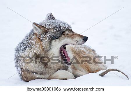 "Wolf (Canis lupus) lying in the snow, Hesse, Germany, Europe" View Large Photo Image Stock Photography - "Wolf (Canis lupus) lying in the snow, Hesse, Germany, Europe". Fotosearch