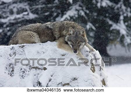 "Wolf (Canis lupus) lying on boulder in snow, captive, Germany, Europe" View Large Photo Image Stock Photography - "Wolf (Canis lupus) lying on boulder in snow, captive, Germany, Europe". Fotosearch