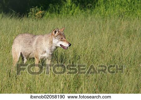 Stock Image - "Wolf (Canis lupus), Norway, Scandinavia, Europe". Fotosearch