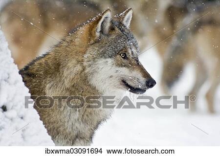"Wolf (Canis lupus), portrait, captive, Germany, Europe" View Large Photo Image Picture - "Wolf (Canis lupus), portrait, captive, Germany, Europe". Fotosearch