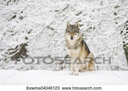 Stock Image - "Wolf (Canis lupus), sitting in the snow, captive, Germany, Europe". Fotosearch