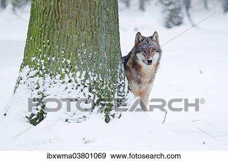 "Wolf (Canis lupus) standing behind a tree, Hesse, Germany, Europe" View Large Photo Image Stock Photo - "Wolf (Canis lupus) standing behind a tree, Hesse, Germany, Europe". Fotosearch