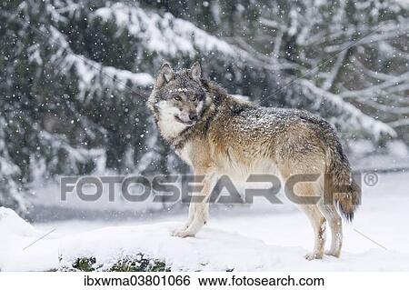 "Wolf (Canis lupus) standing in the snow, Hesse, Germany, Europe" View Large Photo Image Stock Photograph - "Wolf (Canis lupus) standing in the snow, Hesse, Germany, Europe". Fotosearch