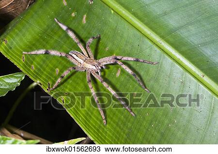 "Wolf Spider (Lycosidae) in rainforest, Costa Rica, Central America, North America" View Large Photo Image Stock Image - "Wolf Spider (Lycosidae) in rainforest, Costa Rica, Central America, North America". Fotosearch